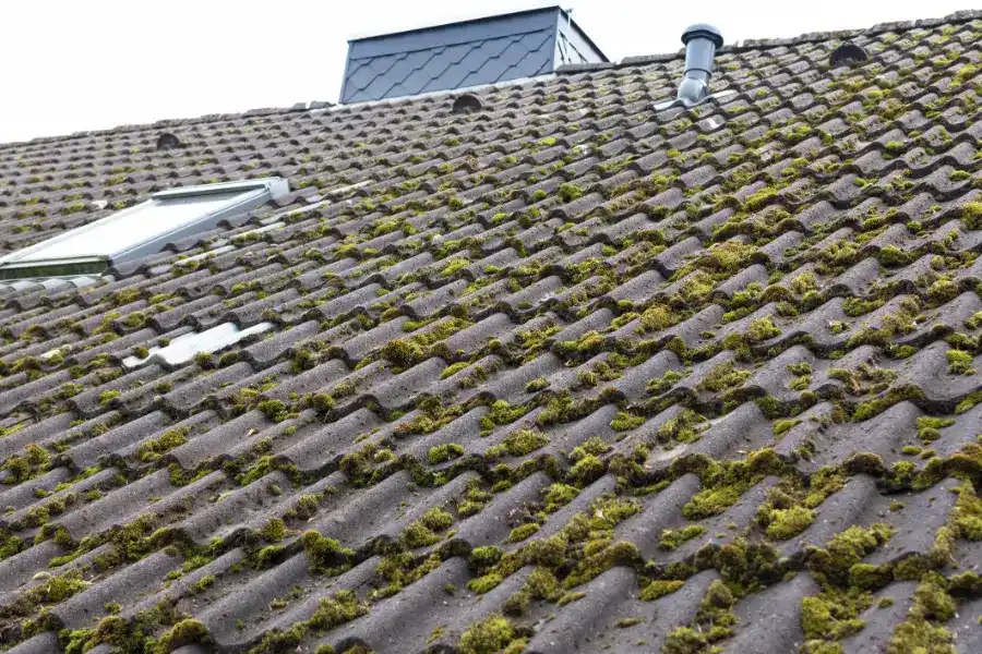 Can Roof Algae Removal Extend Roof Lifespan in Miami Gardens, FL Can Roof Algae Removal Extend Roof Lifespan in Miami Gardens, FL