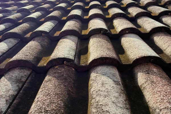 Roof Mold Removal