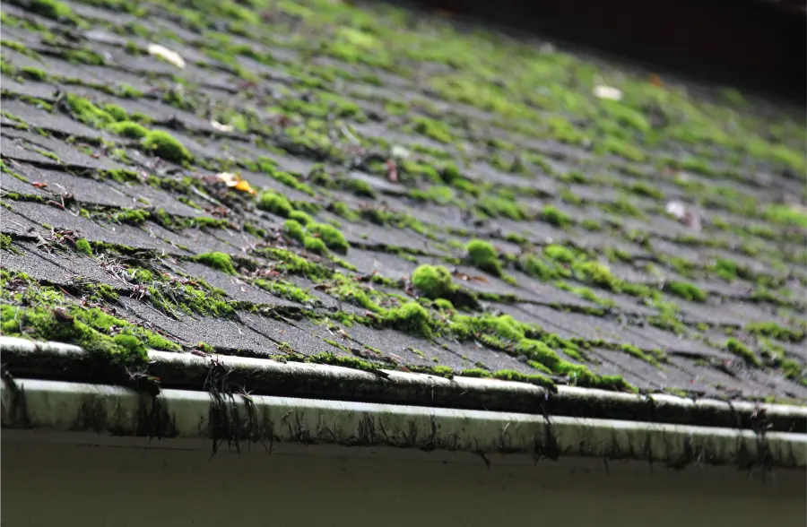 Why Roof Algae Grows on Residential Roofs in Miami Gardens, FL Why Roof Algae Grows on Residential Roofs in Miami Gardens, FL