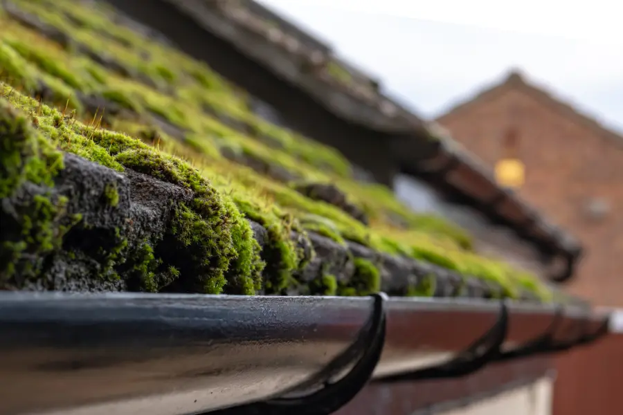Affordable Roof Algae Removal in Miami Gardens, FL Affordable Roof Algae Removal in Miami Gardens, FL