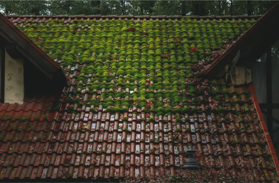 Professional Roof Algae Removal in Miami Gardens, FL Professional Roof Algae Removal in Miami Gardens, FL