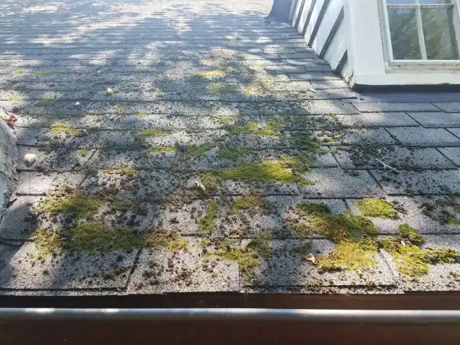 Reputed Roof Mold Removal in Miami Gardens, FL Reputed Roof Mold Removal in Miami Gardens, FL